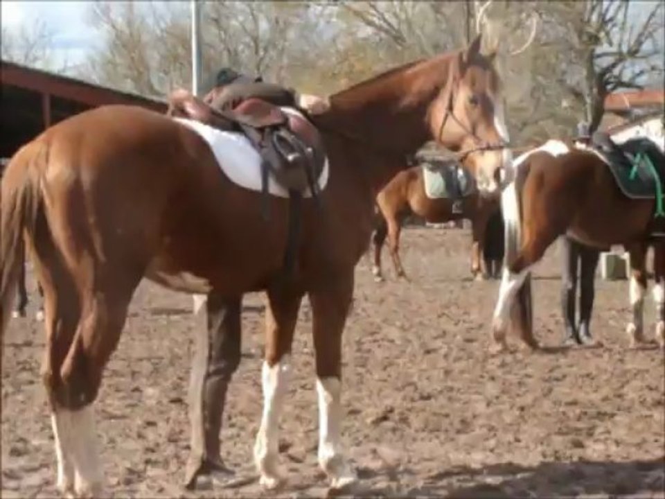 2 - Andy et Plusvalue démo à pied désensibilisation et flexions latérales et verticales