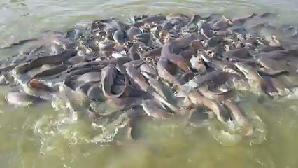 nourrir les poissons chats