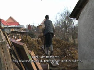Roumanie, éleveurs porcins à terre