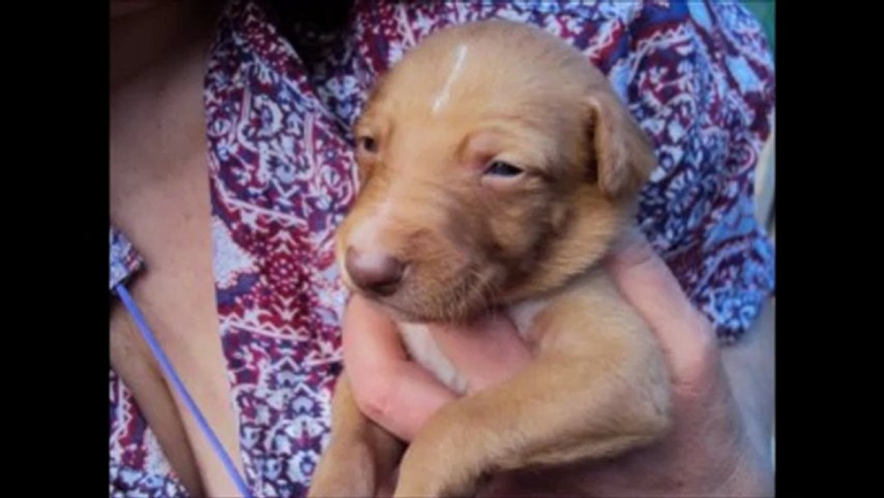 A ADOPTER 6-03-13