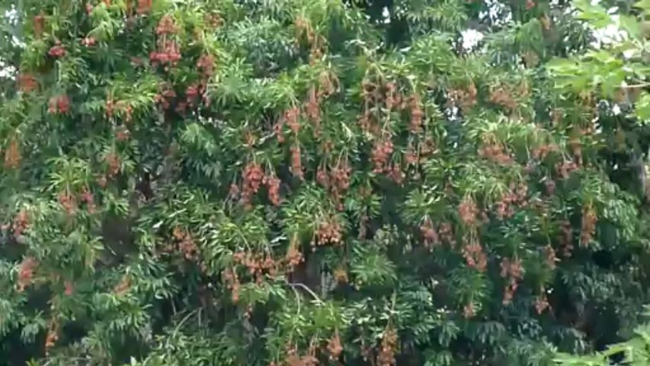 Port Louis (île Maurice) sur www.mauritiusisland.fr