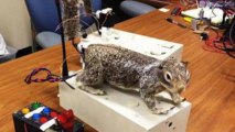 Government-Funded Robotic Squirrel Survives Sequester