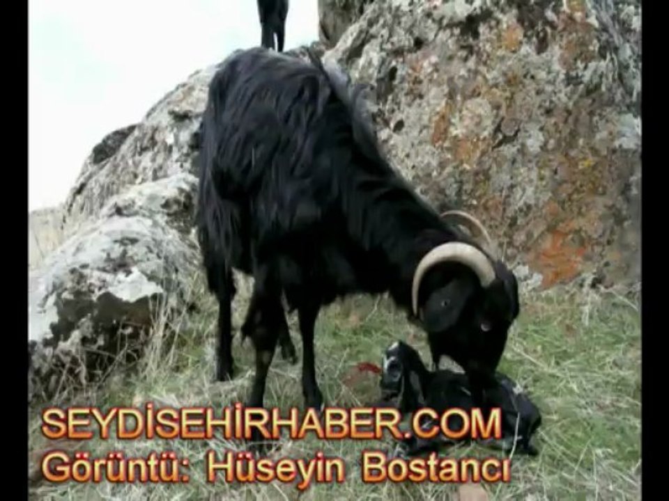 ANNE DİYEN OĞLAKLAR GÖRENLERİ ŞAŞIRTIYOR