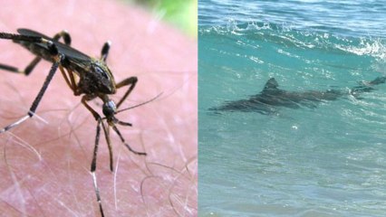 Blood-Hungry Shark/Giant Mosquito Explosion in Florida!