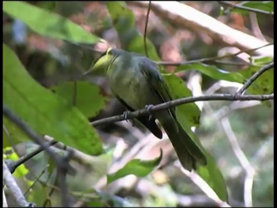 Hills to the Hawkesbury - Life In Our Backyard - Episode 2 - Exploring our Regions Wildlife - Part 1
