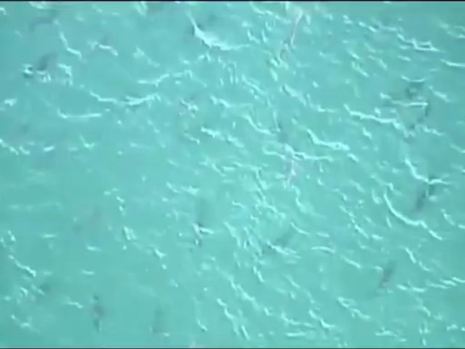 Miles de tiburones se pasean frente a las costas de Florida