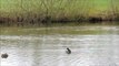 Canards colverts de la Chartre sur le Loir