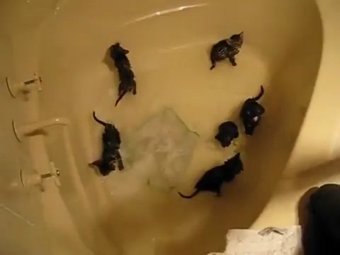 Gatinhos recém-nascidos tomam banho de banheira