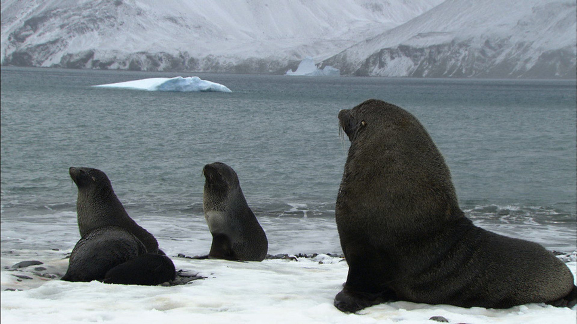 ⁣Soaked penguins & mating seals | Antarctica Ep3