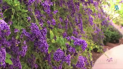 Meloneras - Hotel Lopesan Baobab Resort (Quehoteles.com)