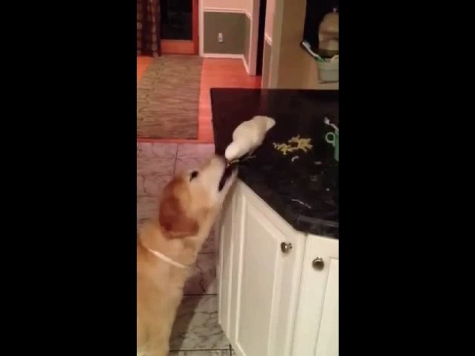 L'oiseau et le chien