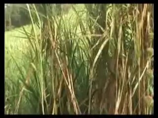 champs de canne à sucre