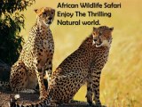 Visit African Wildlife Safari and the Enjoy Thrilling Natural world.
