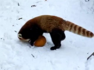 Panda vermelho brinca com abóbora na neve