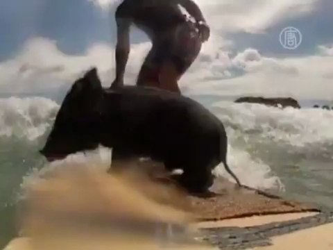 Хрюшка-серфингист - сенсация пляжа Новой Зеландии