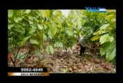 La cadena de valor de cacao en Honduras. Televisión Nacional de Honduras (TNH). 13 de enero del 2013.
