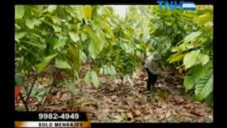La cadena de valor de cacao en Honduras. Televisión Nacional de Honduras (TNH). 13 de enero del 2013.