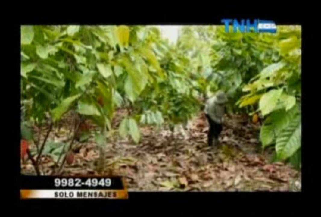 La cadena de valor de cacao en Honduras. Televisión Nacional de Honduras (TNH). 13 de enero del 2013.