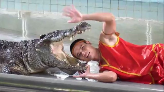 Homme rentre sa tête dans la bouche d'un crocodile