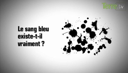 Le sang bleu existe-t-il vraiment ?