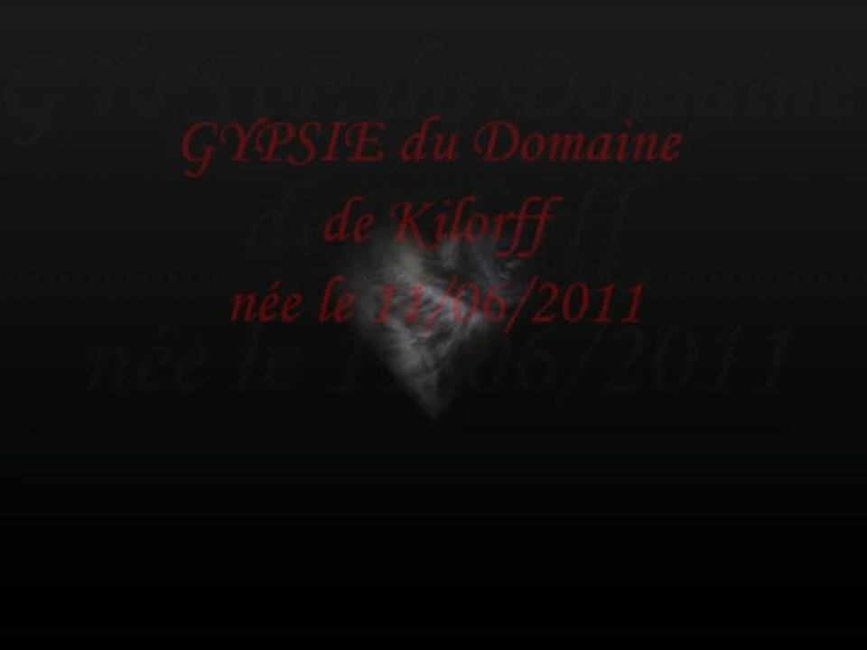 GYPSIE du Domaine de Kilorff : Aout 2011 a Mars 2013