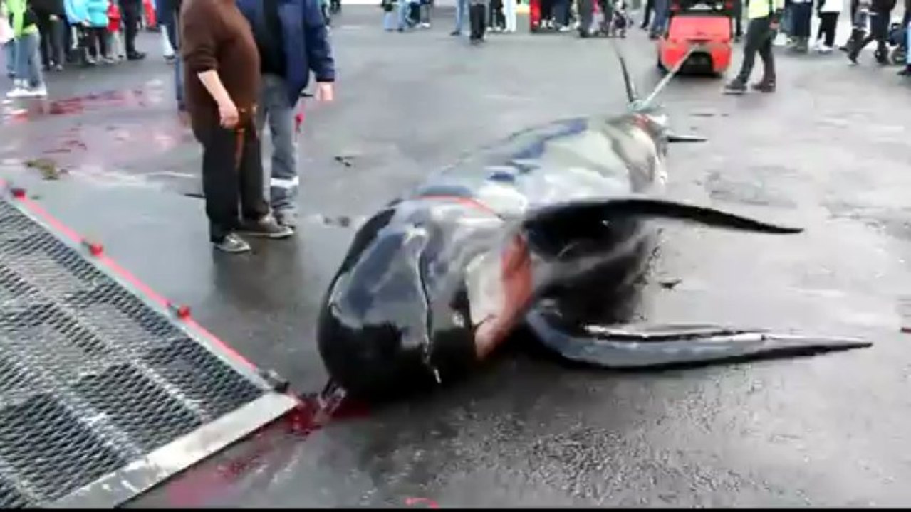Killing pilots whales III