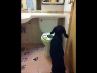 Chien bien éduqué