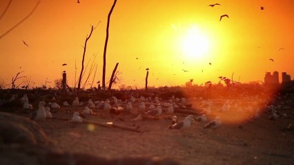 Showreel 2012: Cinematography by Alexo Petrov 🎬