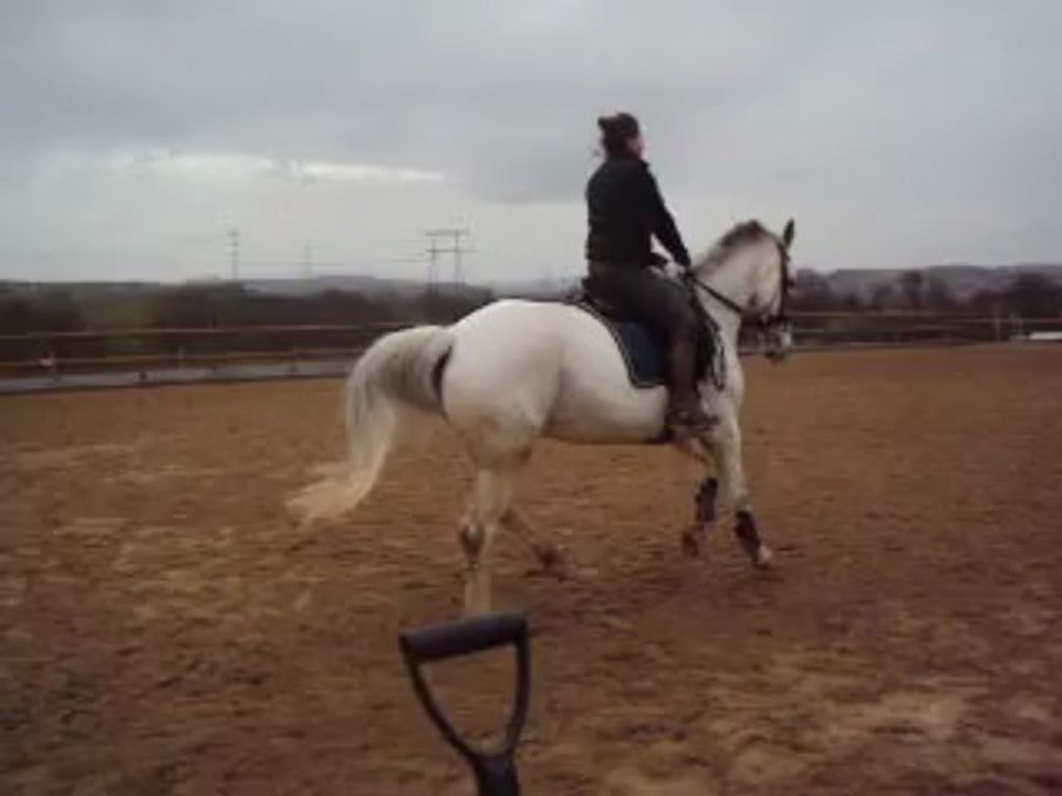 Sego et nomade dressage maison 08 mars 2013