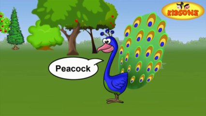Various Birds On Earth - Birds Activities