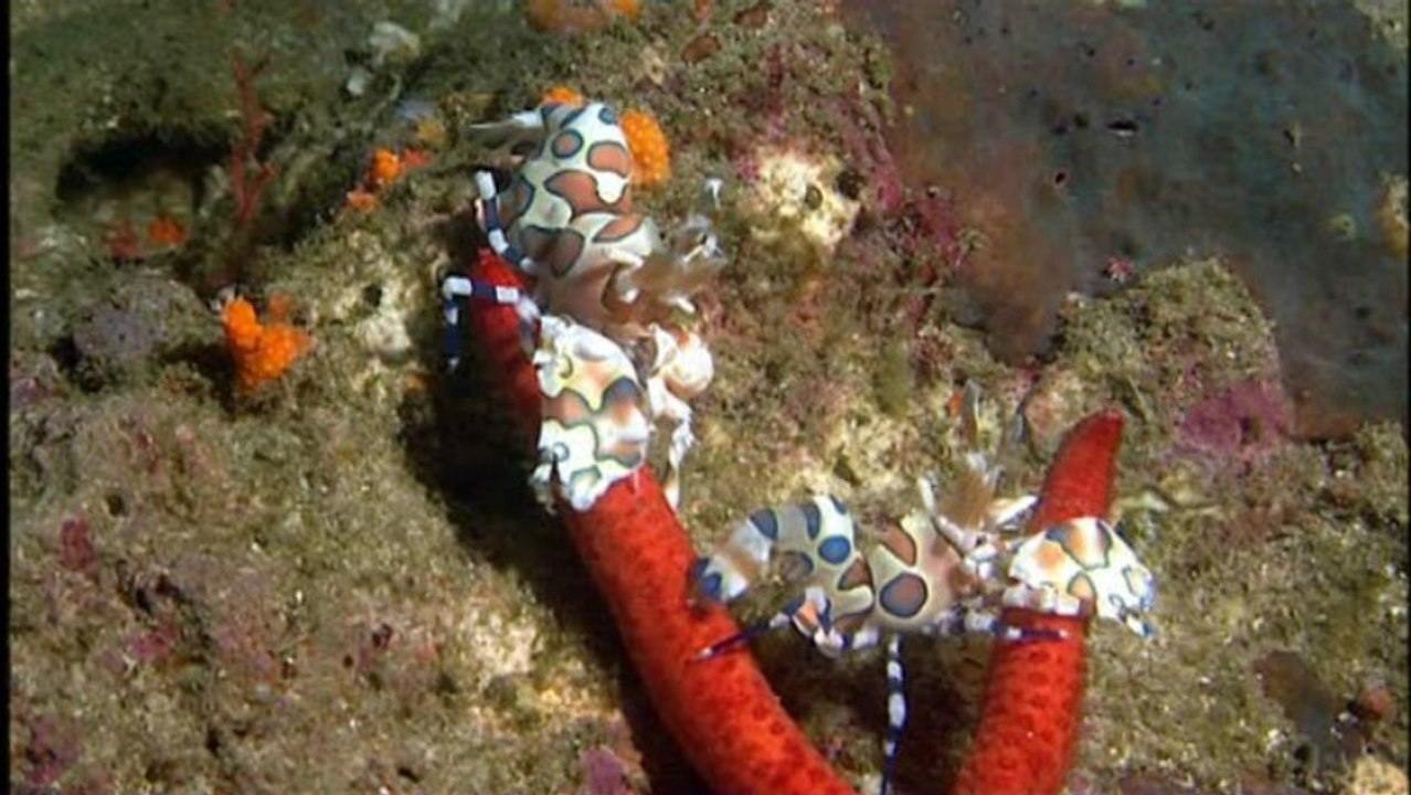 Langostinos payasos