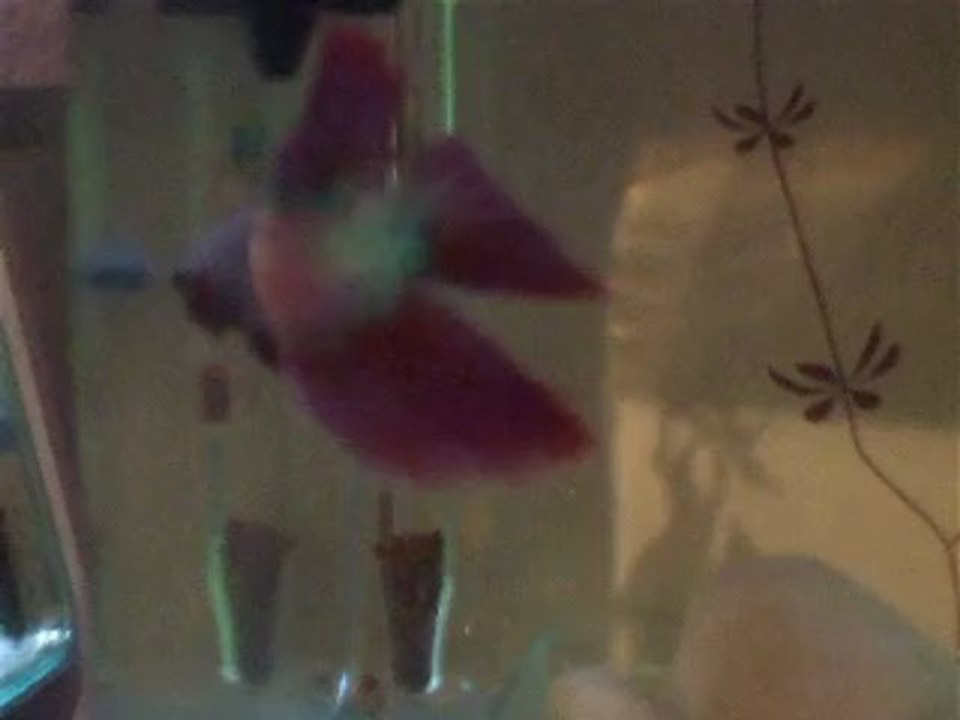 Betta cambodge en parade