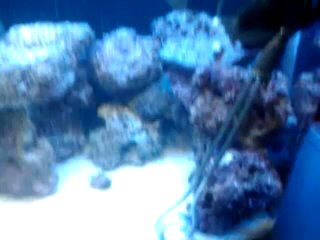 perculla beyaz benek