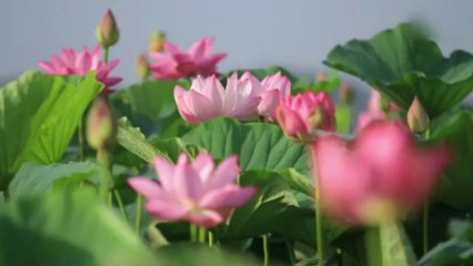 Daniel Ost, Praying for Tōhoku