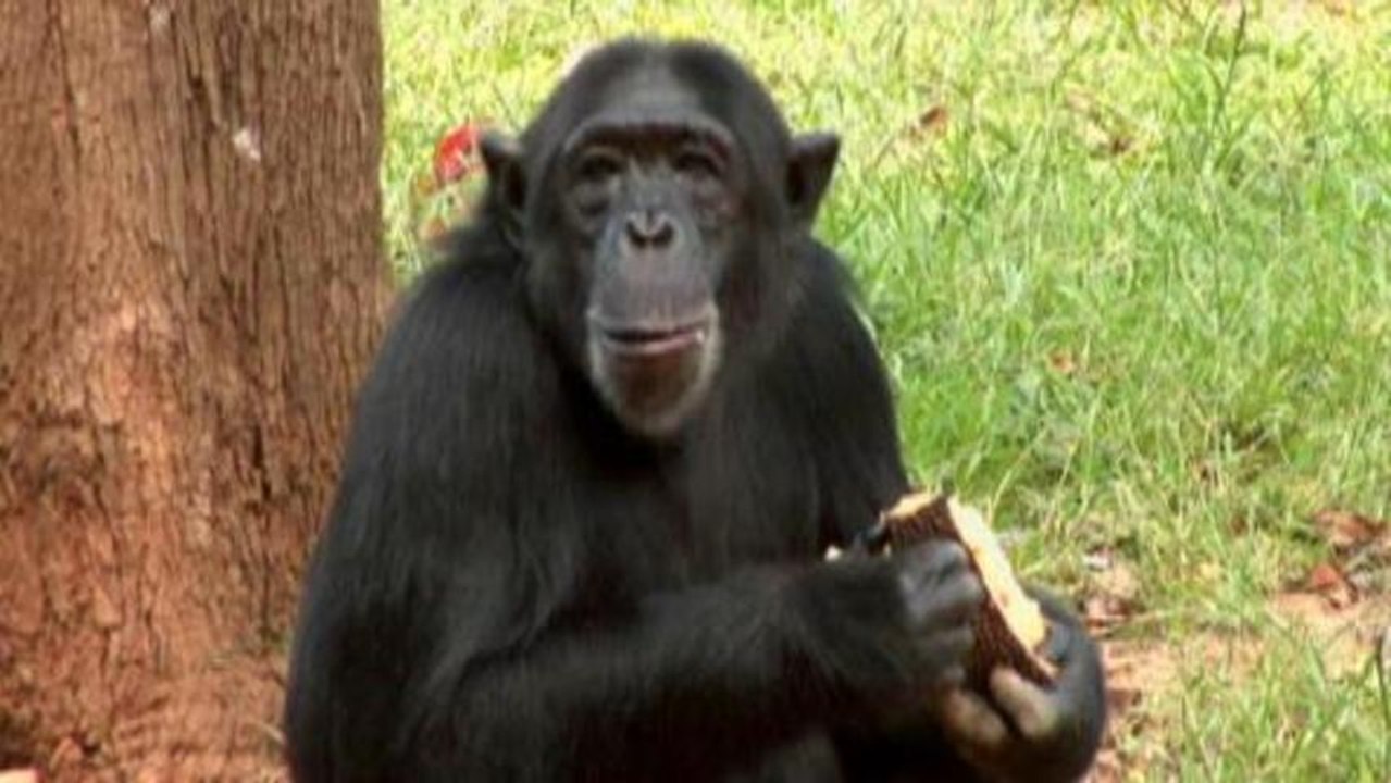 Uganda battles to stem wildlife trafficking