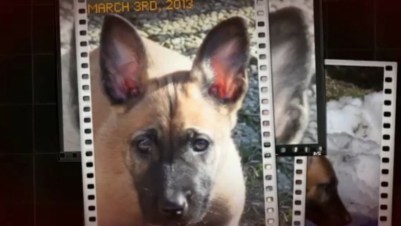 Be Aware FUNNY BUNNY - New talent @ home!