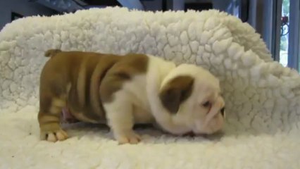 IGNACE des Charmes d'Halliwelle 1 mois