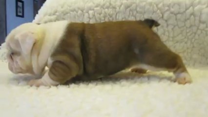 ISHAM des Charmes d'Halliwelle 1 mois