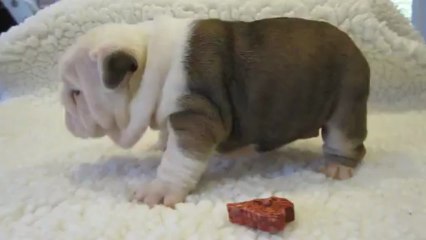 INES des Charmes d'Halliwelle 1 mois