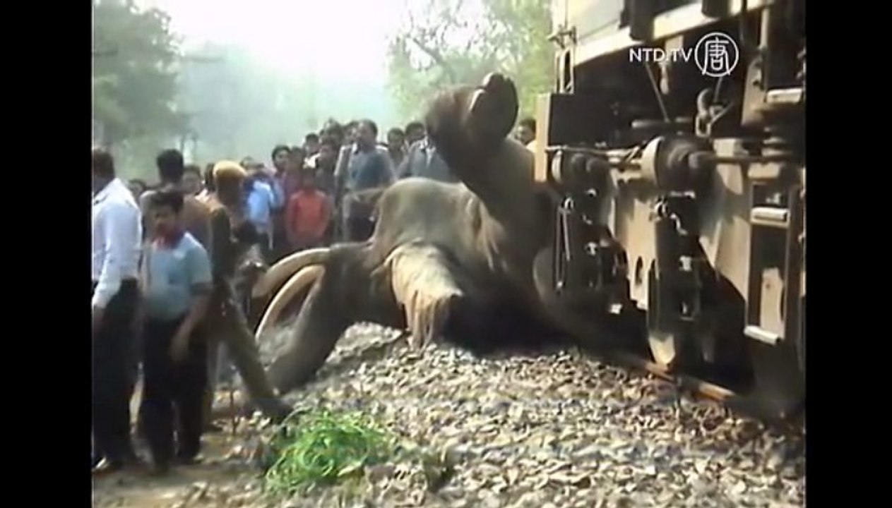 Elephant Killed by Speeding Train in India