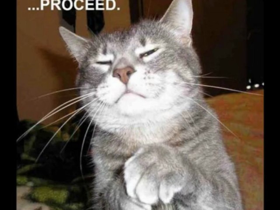 Funny Pictures Of Cats