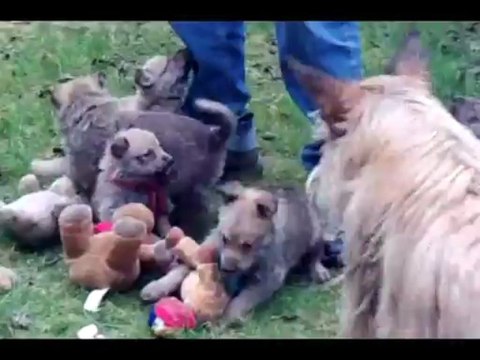 les chiots en plein air
