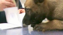 Be Aware FACE @ Vet