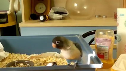 Mes personata decouvrent leur univers