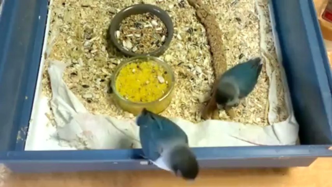 mes personata découvrent leur maison