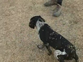 Roues-Libres / Fino, notre nouvel ami - Serbie