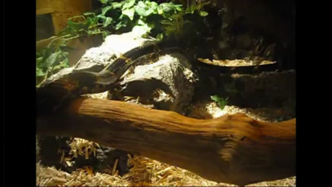 Elaphe Schrenckii, sortie d'hibernation