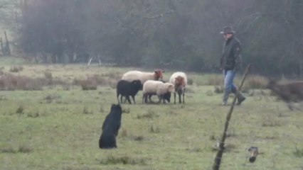 Les débuts d'Havane. Question de virages.