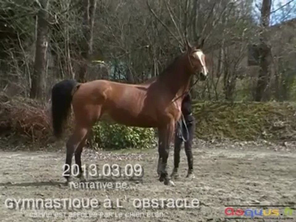 2013.03.09 Séance gymnastique à l'obstacle mouvementée (chien blanc)
