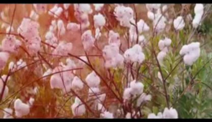 Watch Django Unchained (2012) Movie HD Watch www.cinevisionhd.com